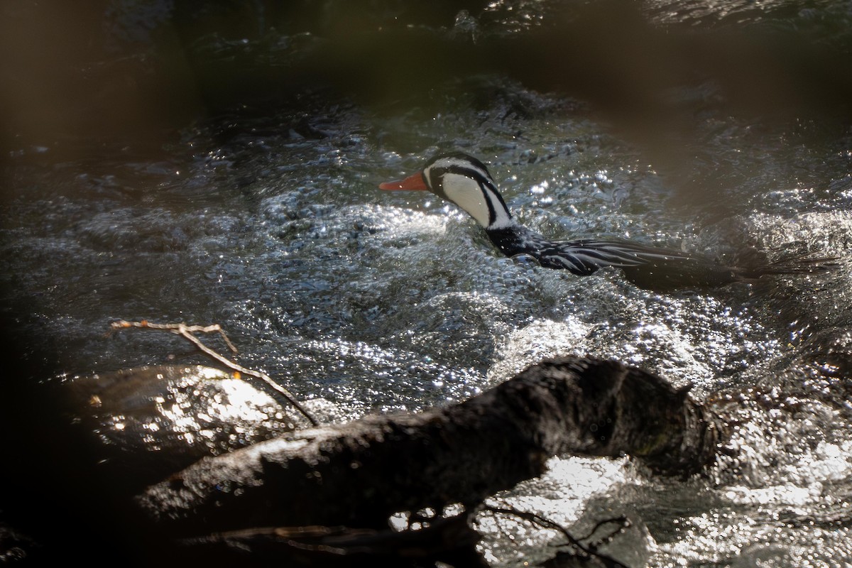 Torrent Duck - ML644695790