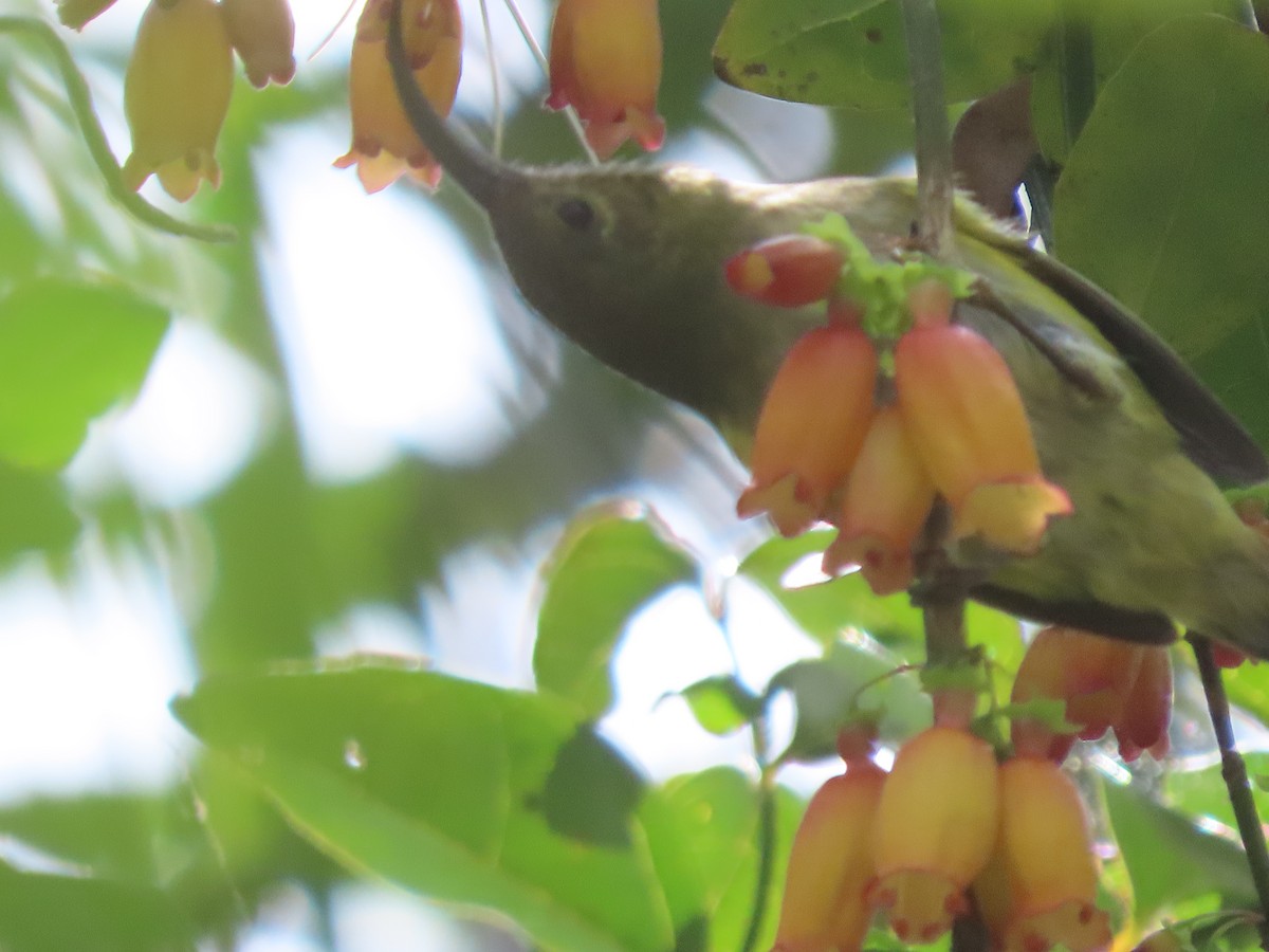 Голобров довгодзьобий - ML644695793