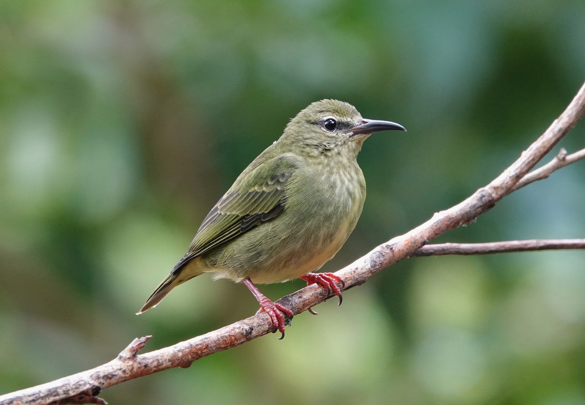 Танагра-медоїд бірюзова - ML644695796