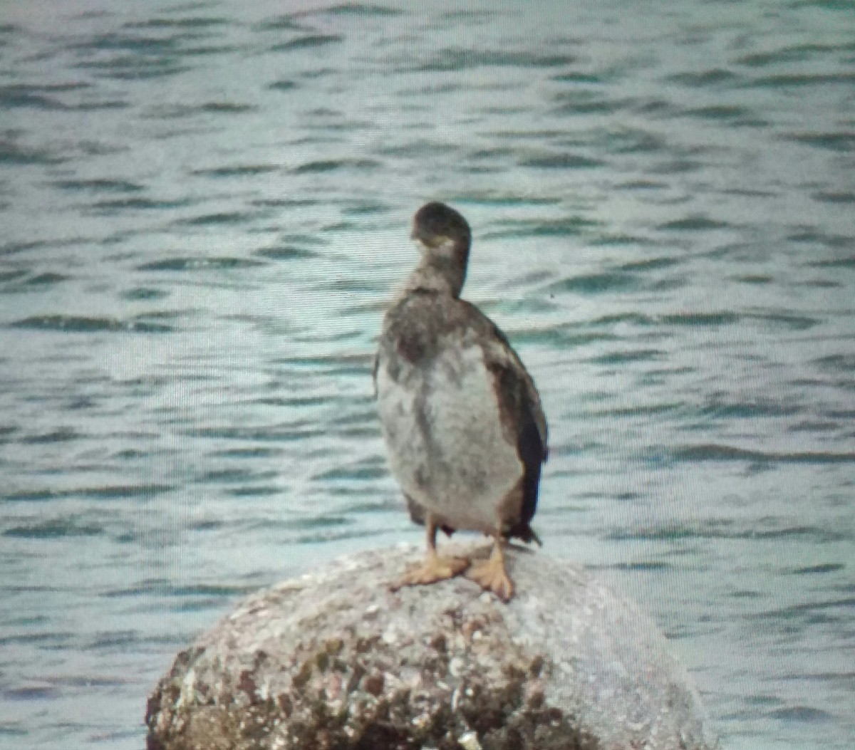 ヨーロッパヒメウ - ML644695801