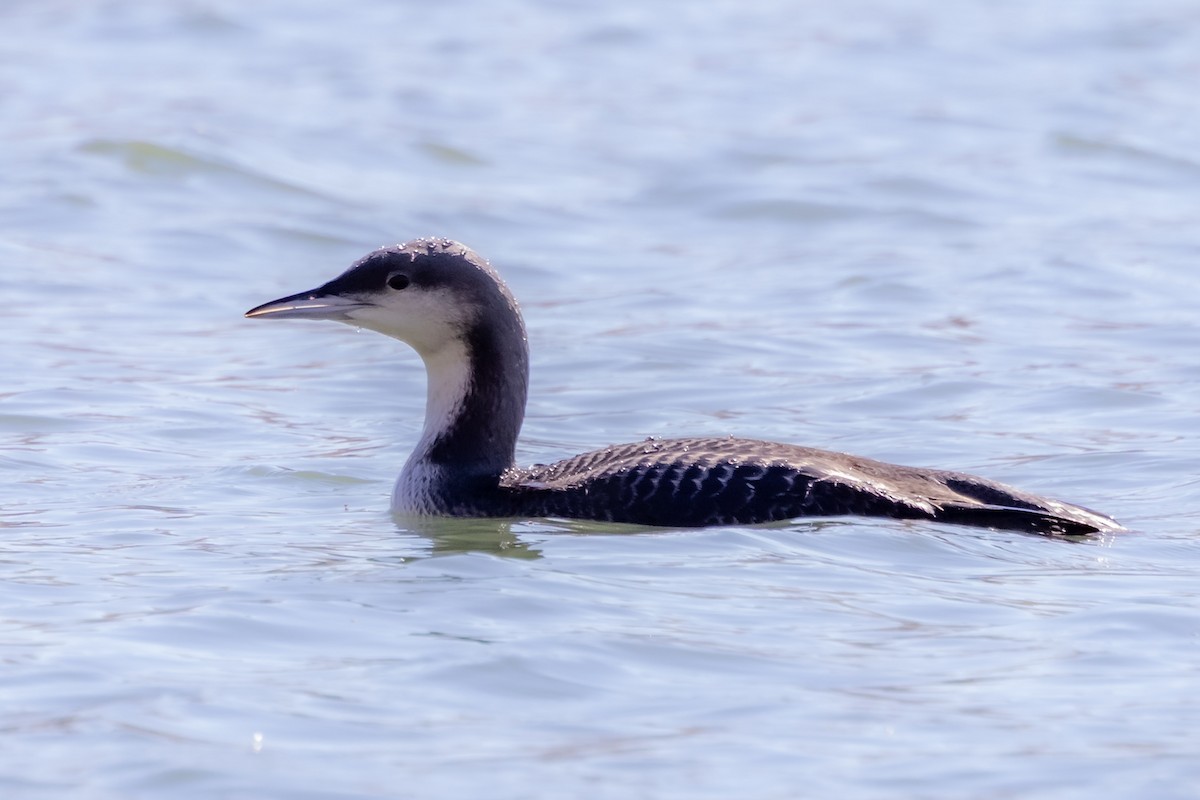 Pacific Loon - ML644695802