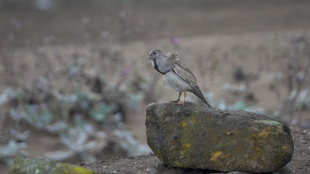 Least Seedsnipe - ML644695805