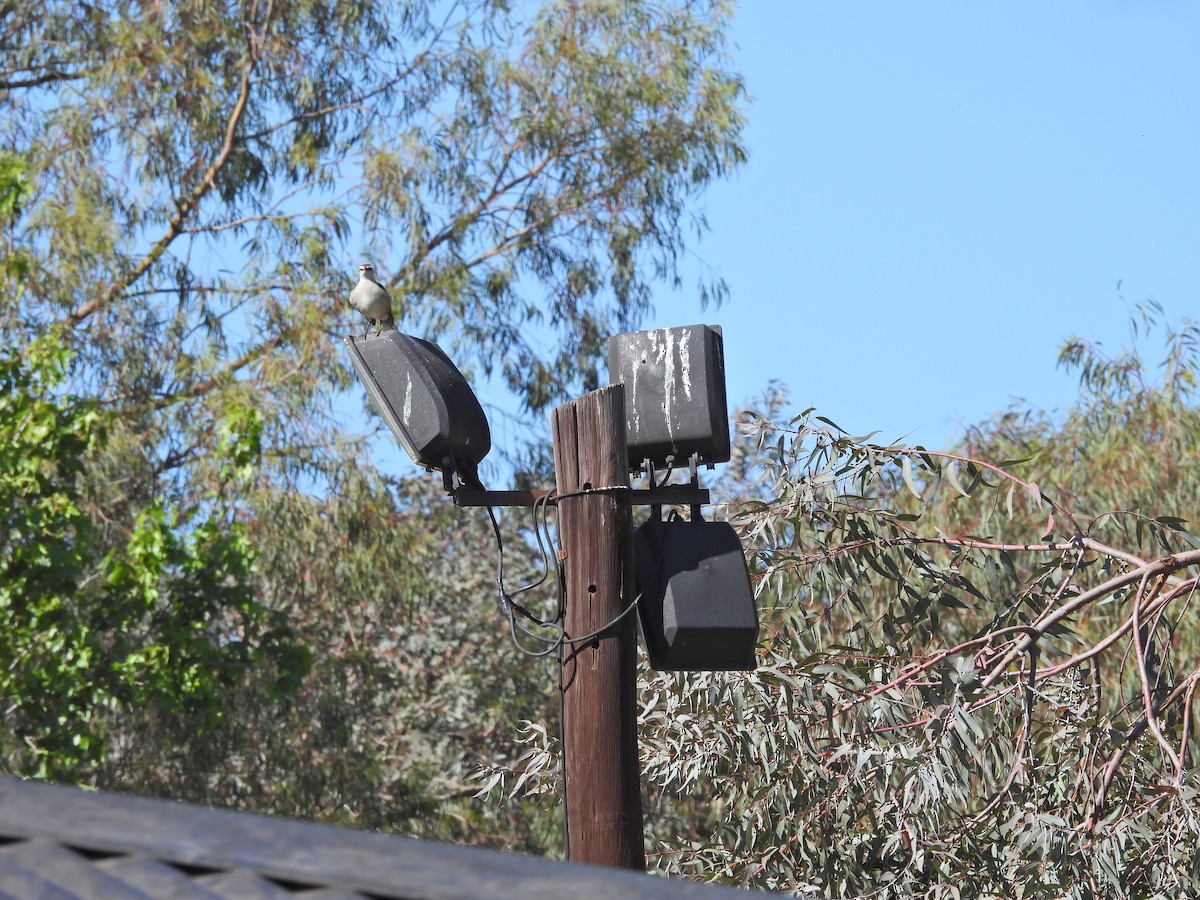 Пересмішник білобровий - ML644695809