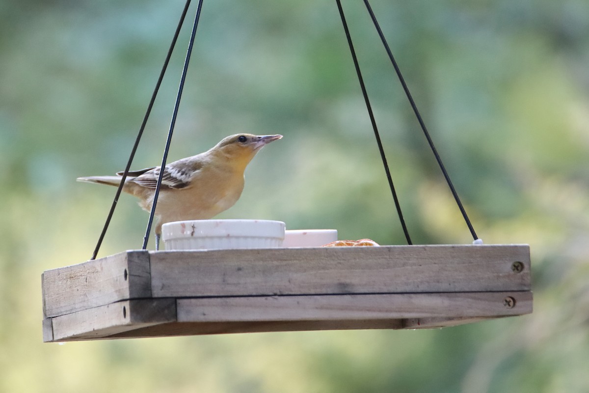 gullbryntrupial - ML644695813