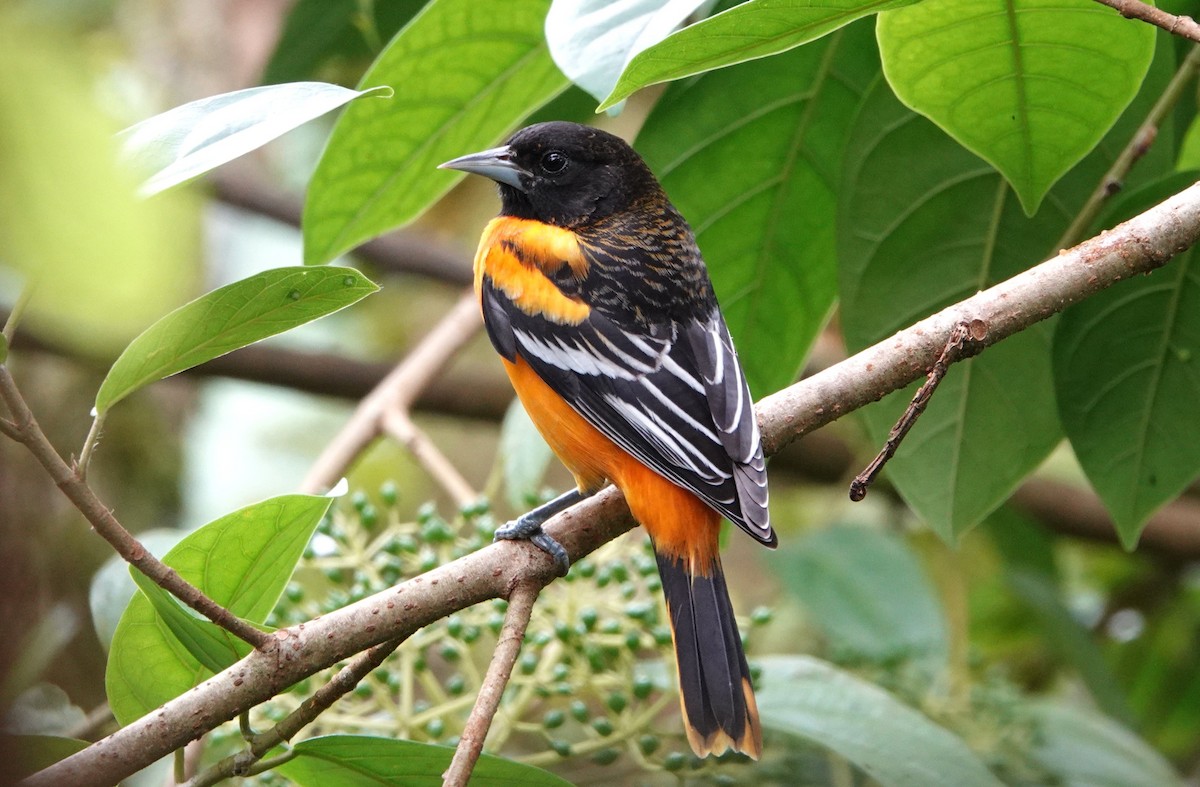 Балтиморский трупиал - ML644695823