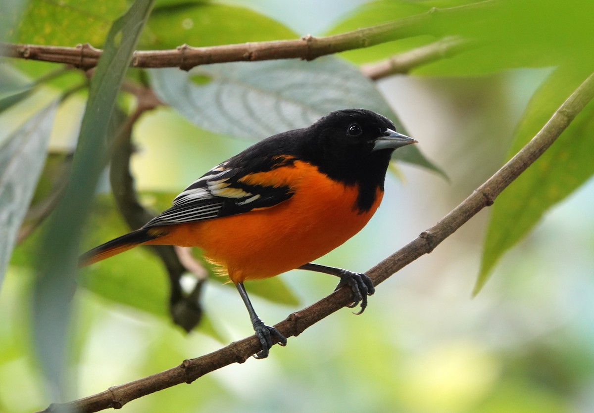 Балтиморский трупиал - ML644695826