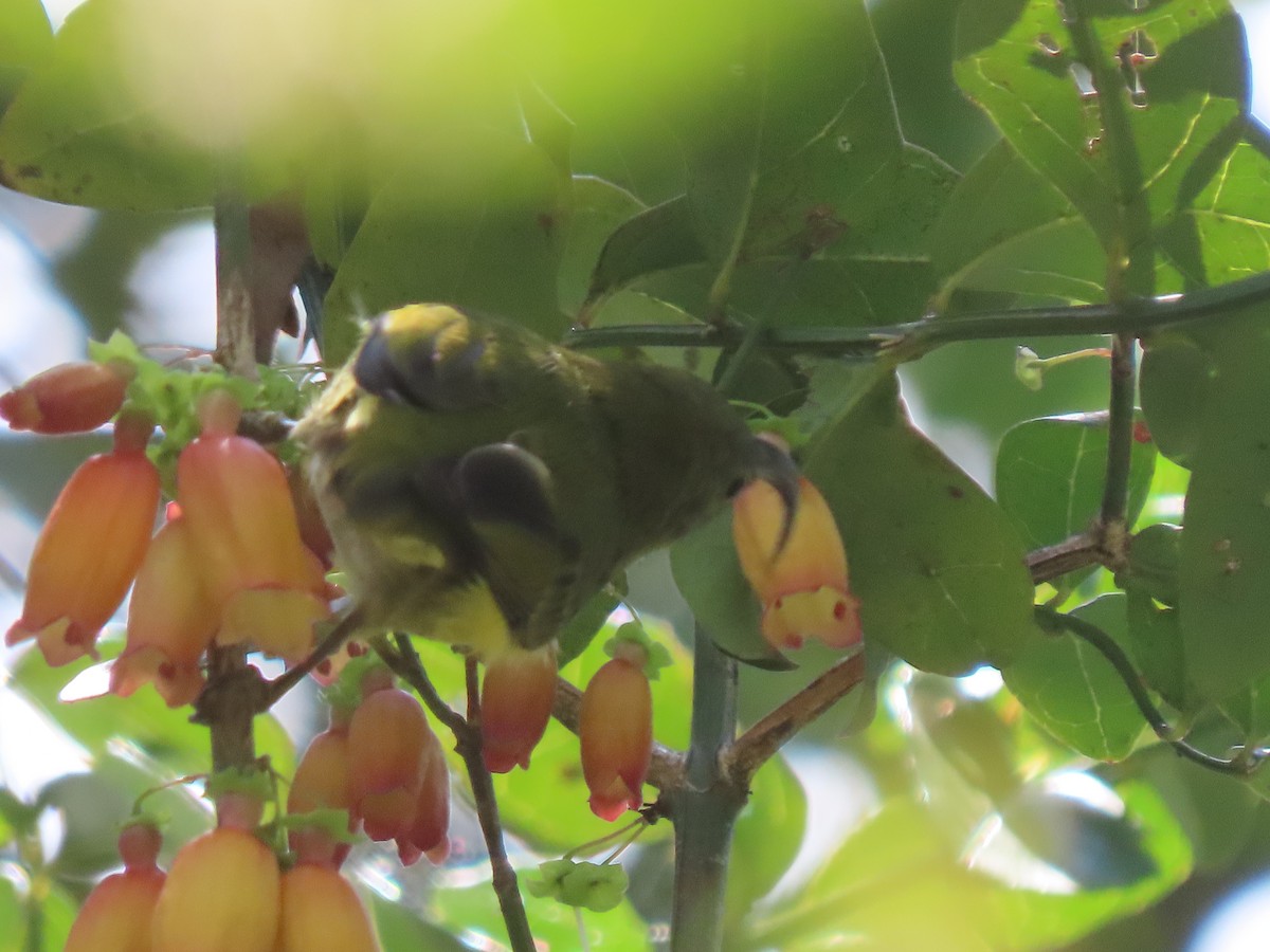 Голобров довгодзьобий - ML644695828