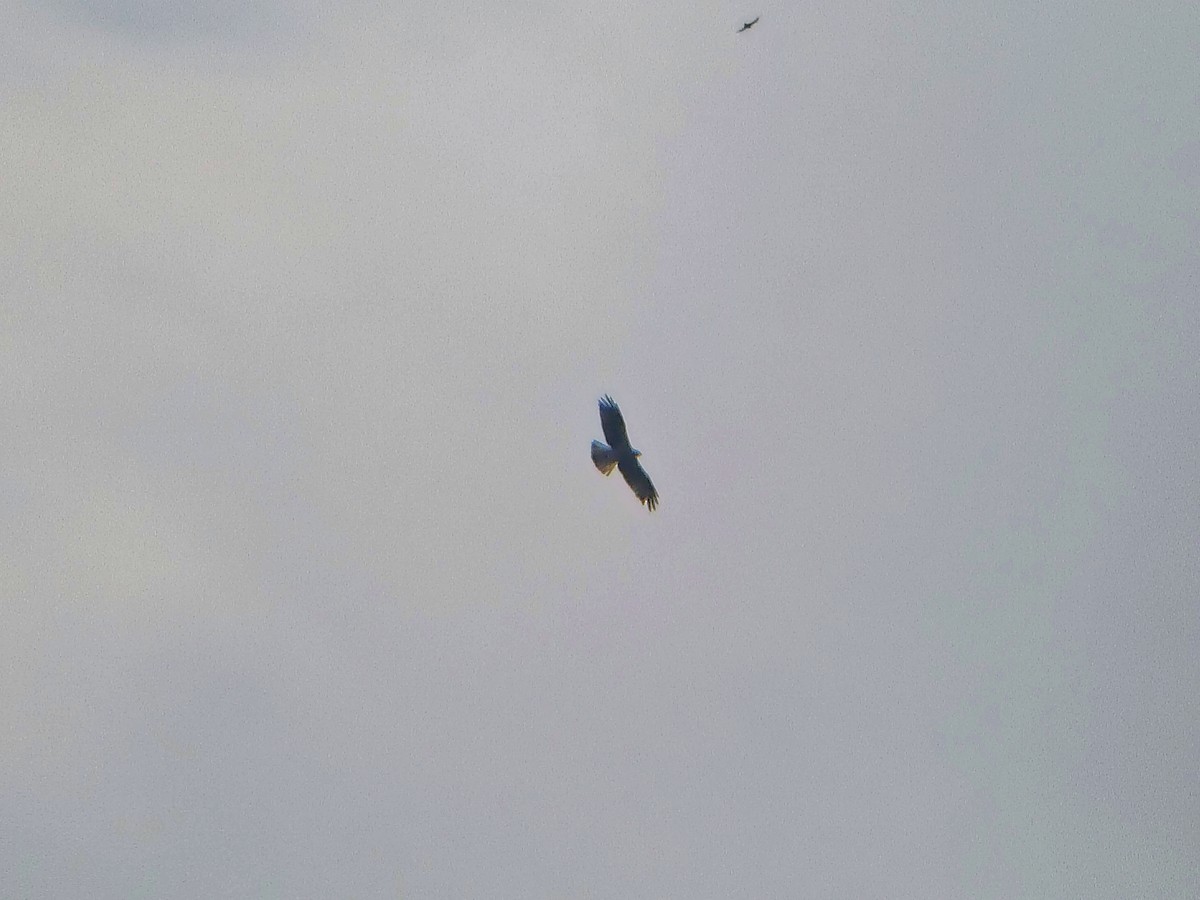 Booted Eagle - ML644695829