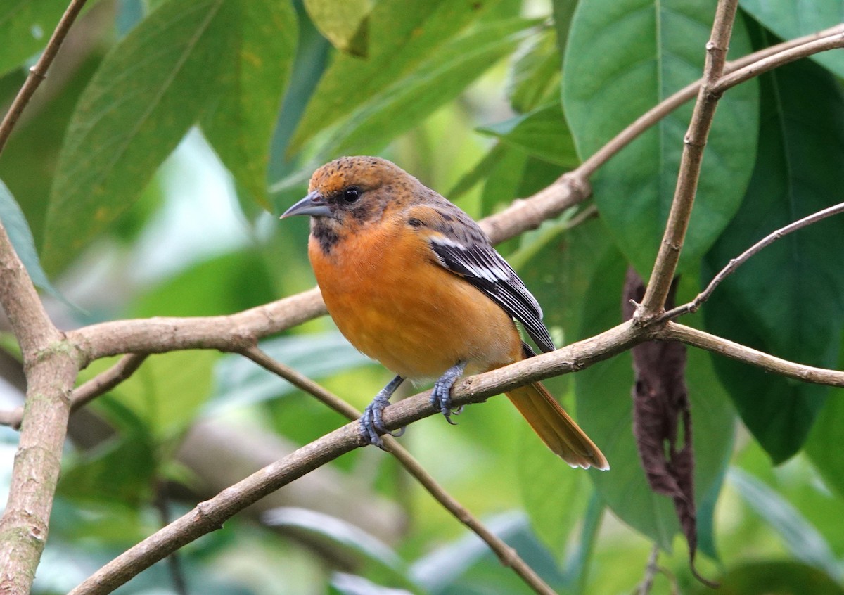 Балтиморский трупиал - ML644695831