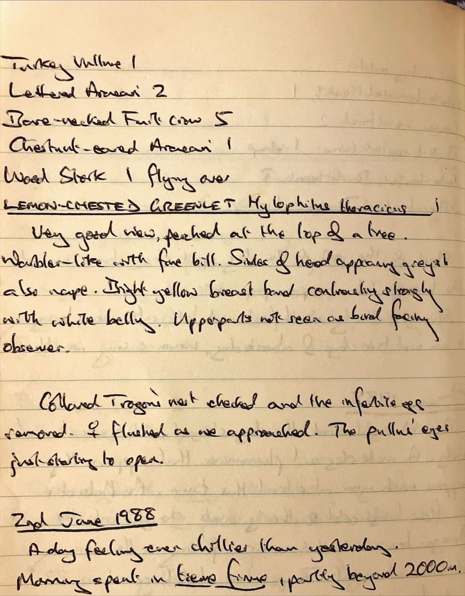 Lemon-chested Greenlet - ML644695832