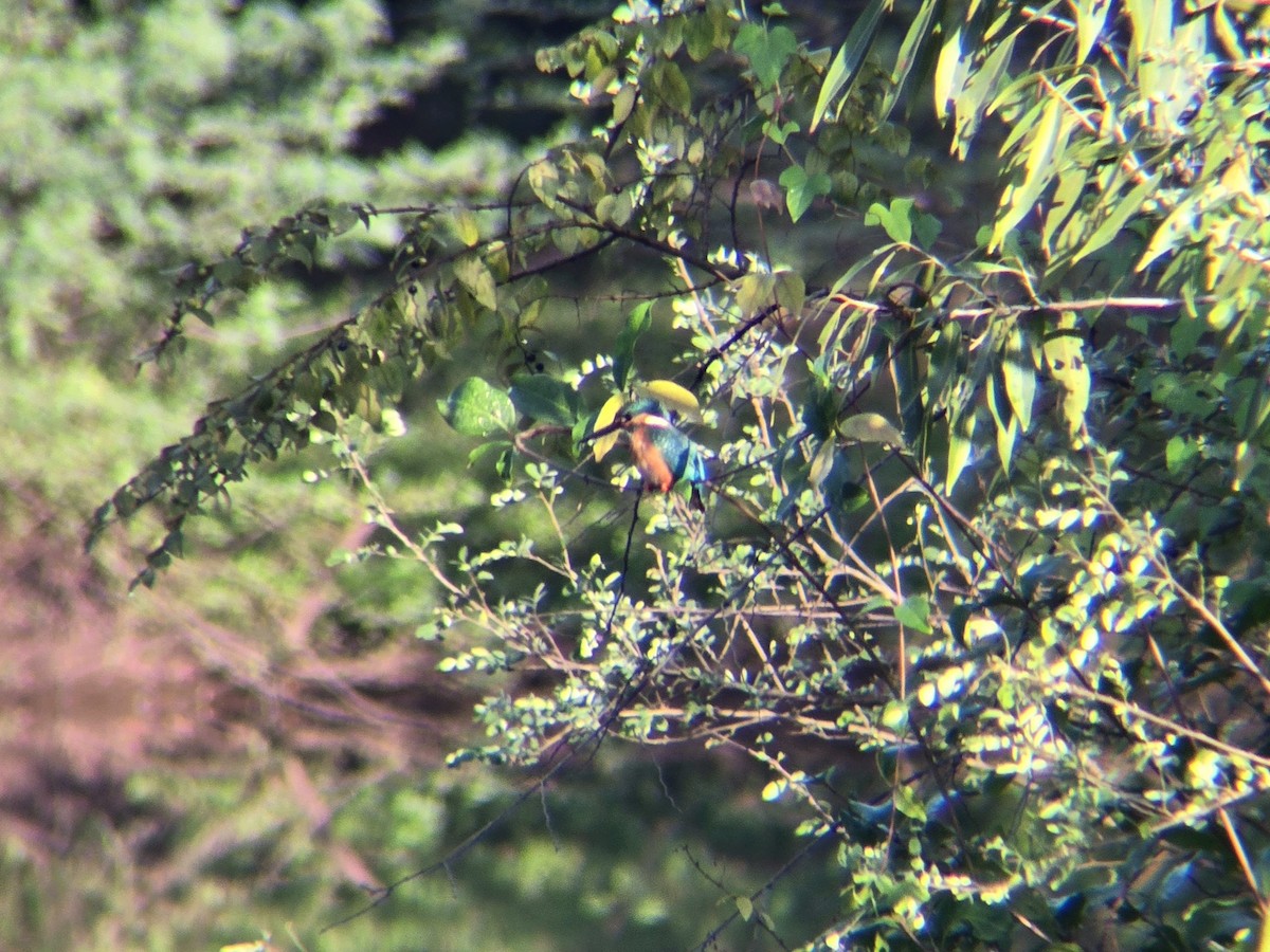 翠鳥 - ML644695841