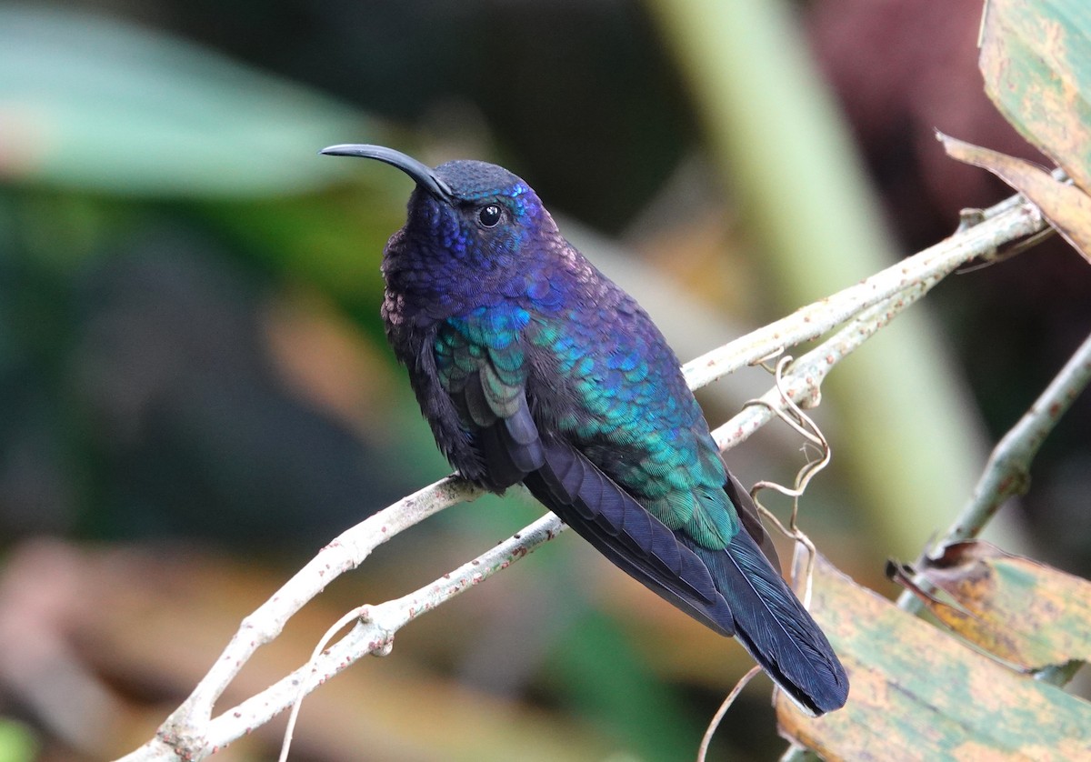 Violet Sabrewing - ML644695843