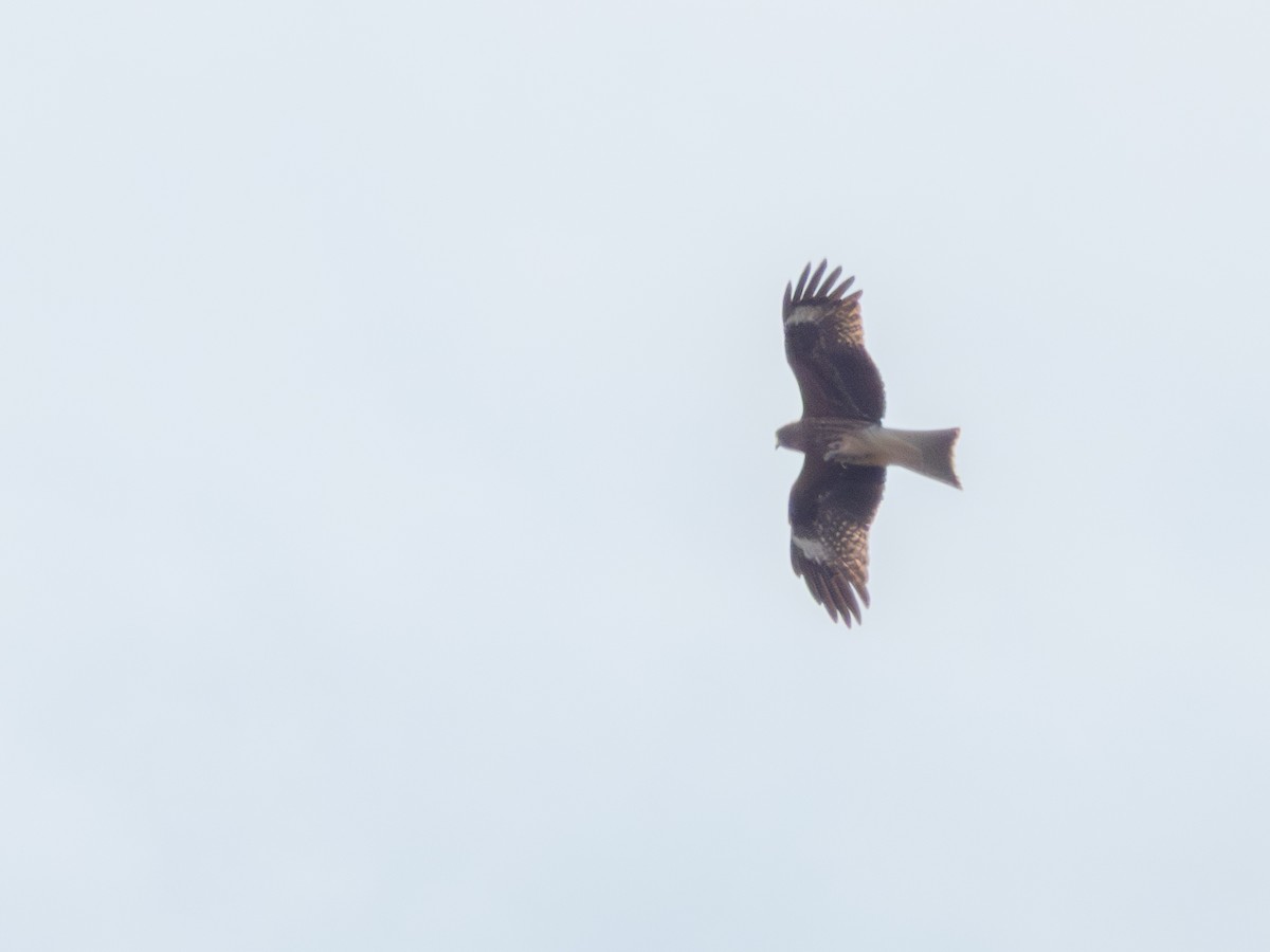 黑鳶(lineatus/formosanus) - ML644695844