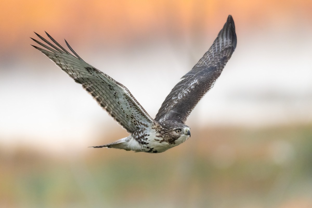 Red-tailed Hawk - ML644695845