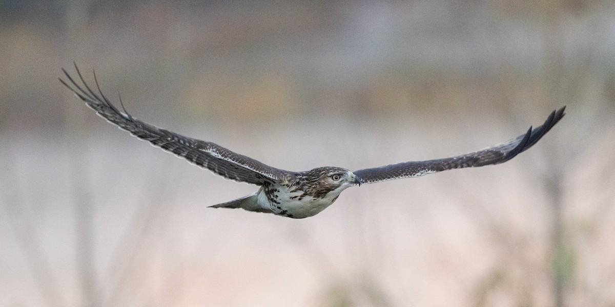 Red-tailed Hawk - ML644695849