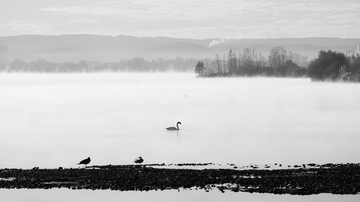 疣鼻天鵝 - ML644695856