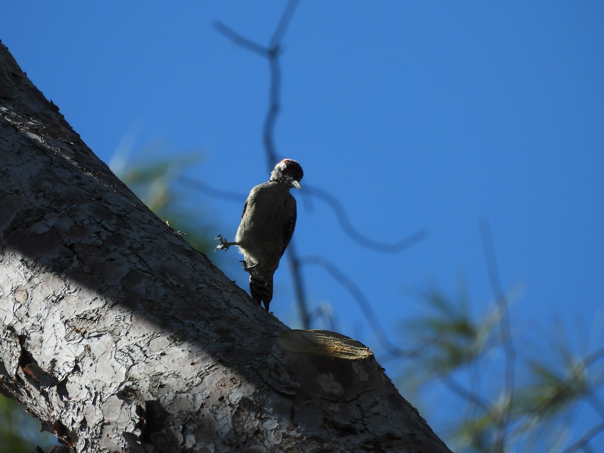 Ladder-backed Woodpecker - ML644695859