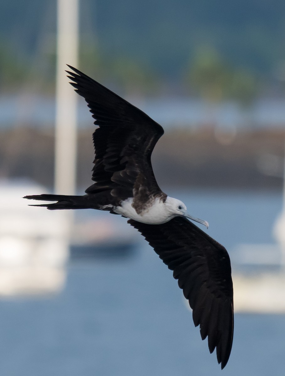Magnificent Frigatebird - ML644695860