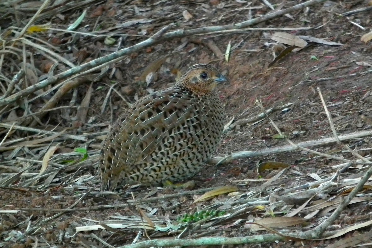 Brown Quail - ML644695862