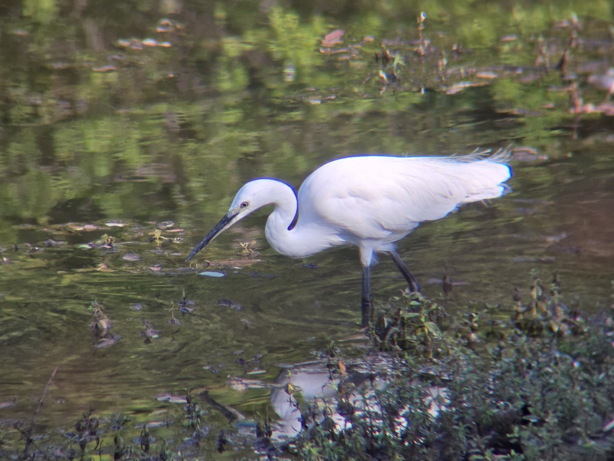 小白鷺 - ML644695863