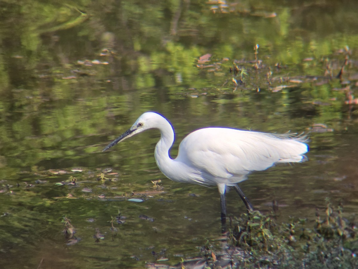 小白鷺 - ML644695865