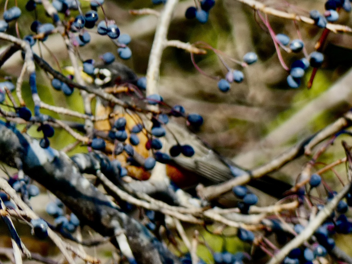 American Robin - ML644695867