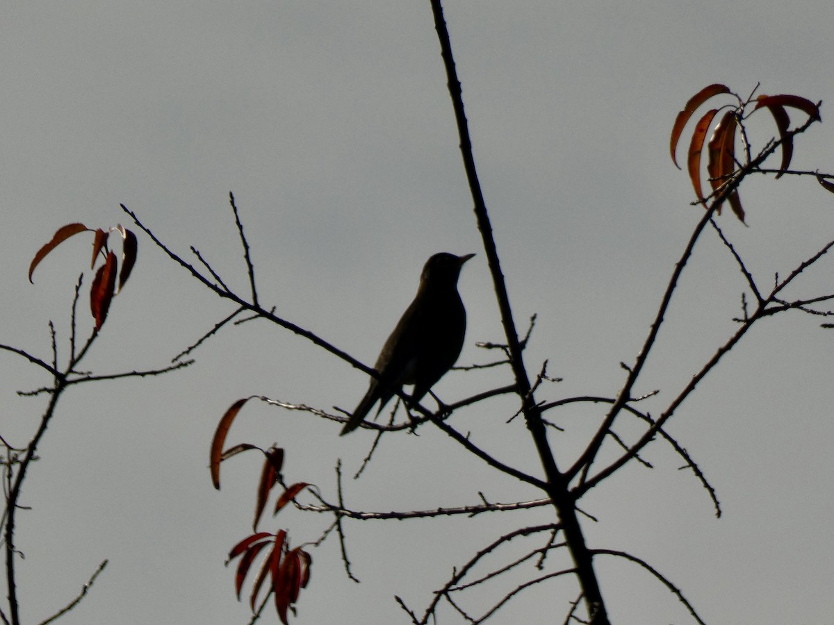 American Robin - ML644695868