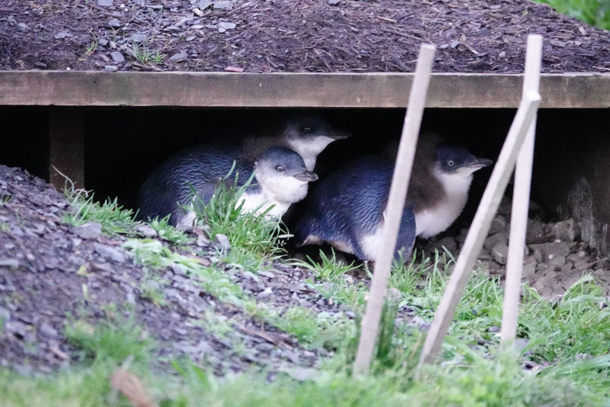 Малый пингвин - ML644695869