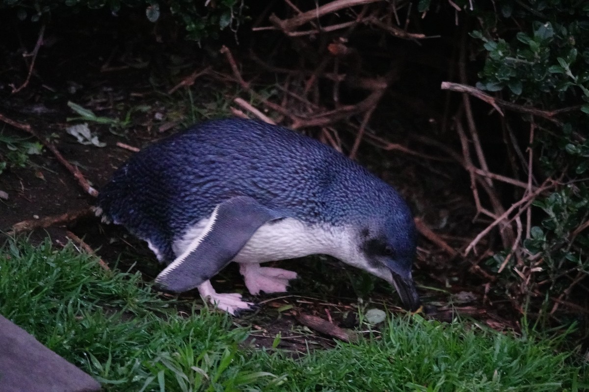 Малый пингвин - ML644695870