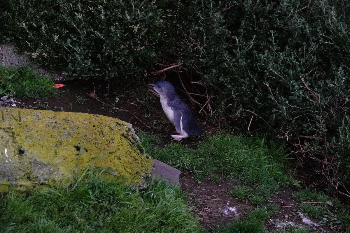 Малый пингвин - ML644695871