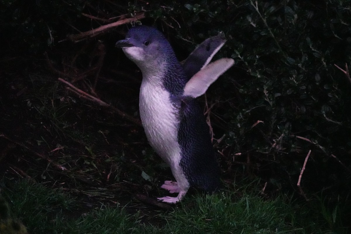 Малый пингвин - ML644695872