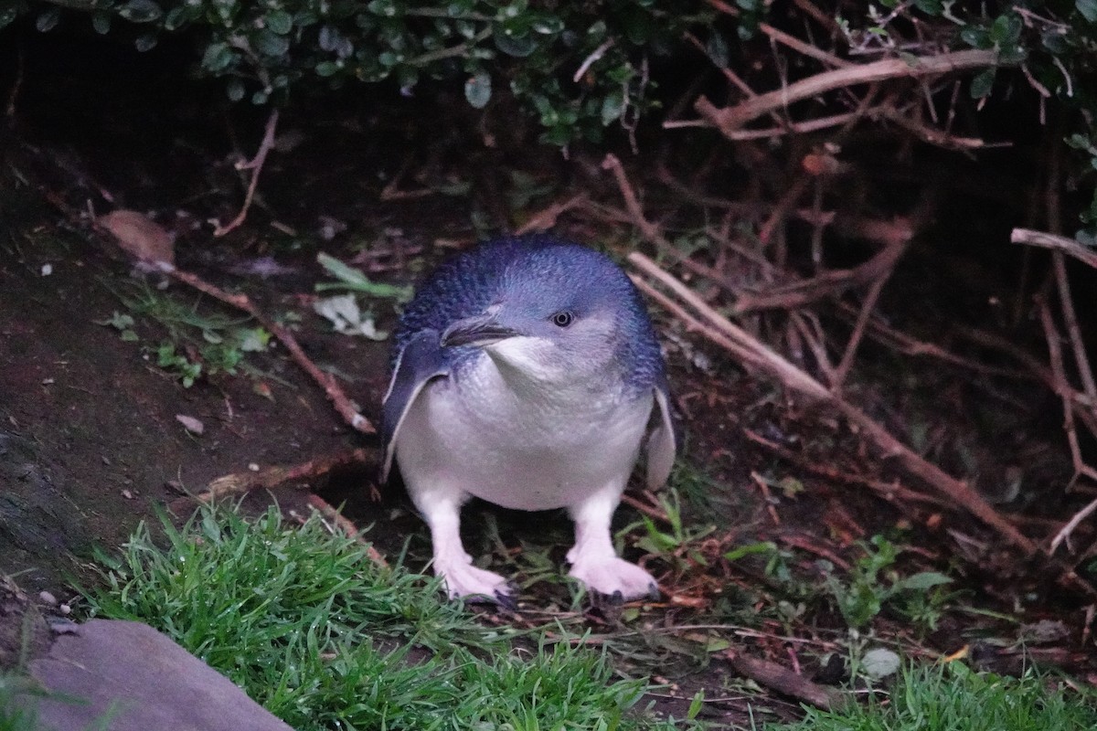 Малый пингвин - ML644695873