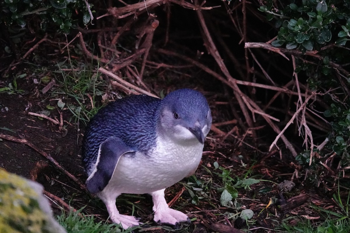 Малый пингвин - ML644695874