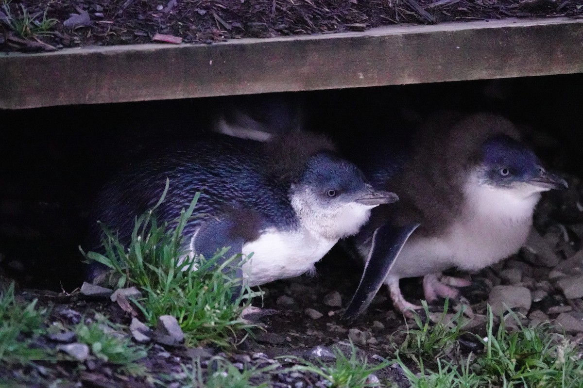 Малый пингвин - ML644695875