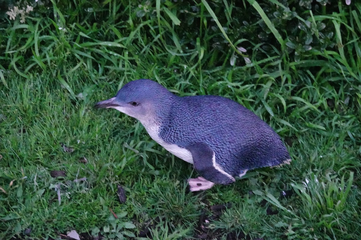 Малый пингвин - ML644695876