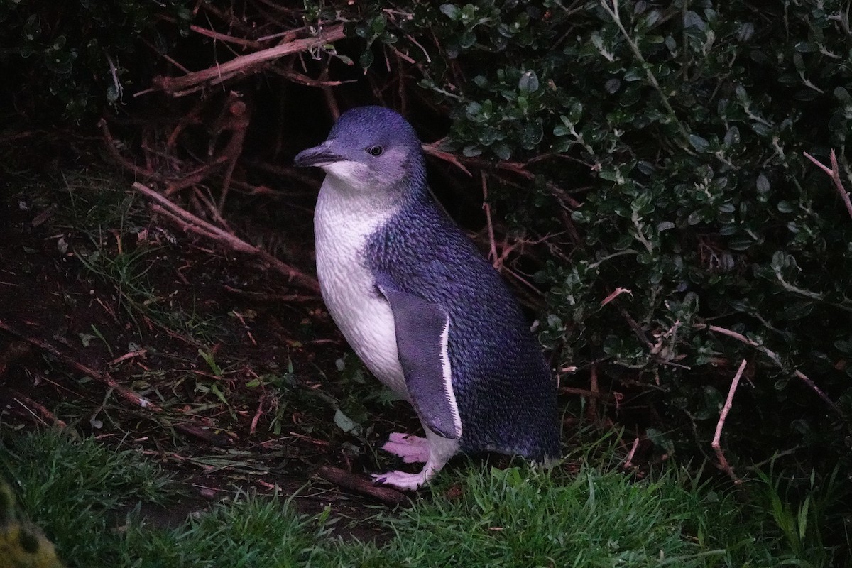 Малый пингвин - ML644695877