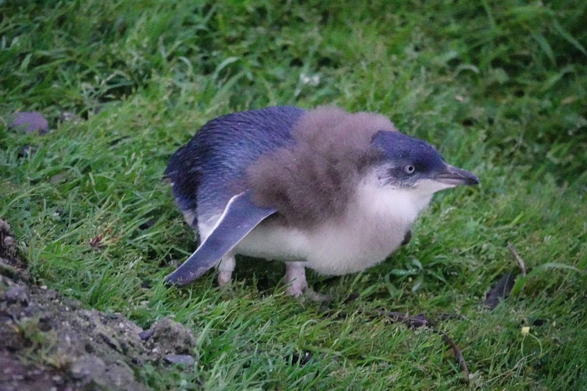 Малый пингвин - ML644695878