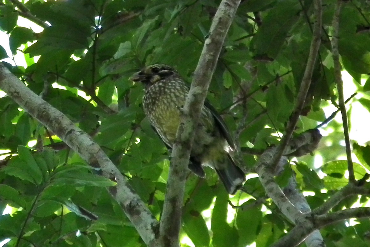 Spotted Catbird - ML644695879