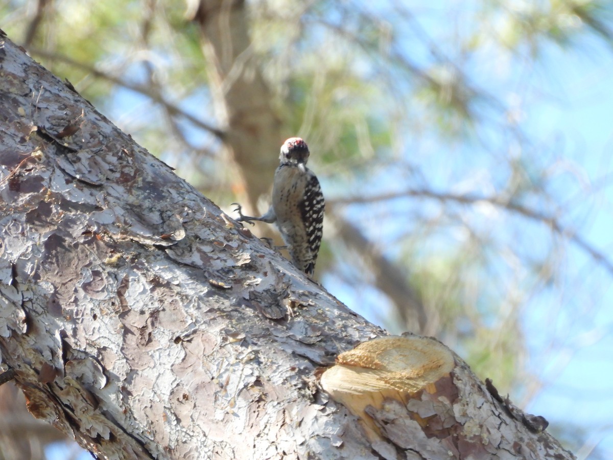 Ladder-backed Woodpecker - ML644695880
