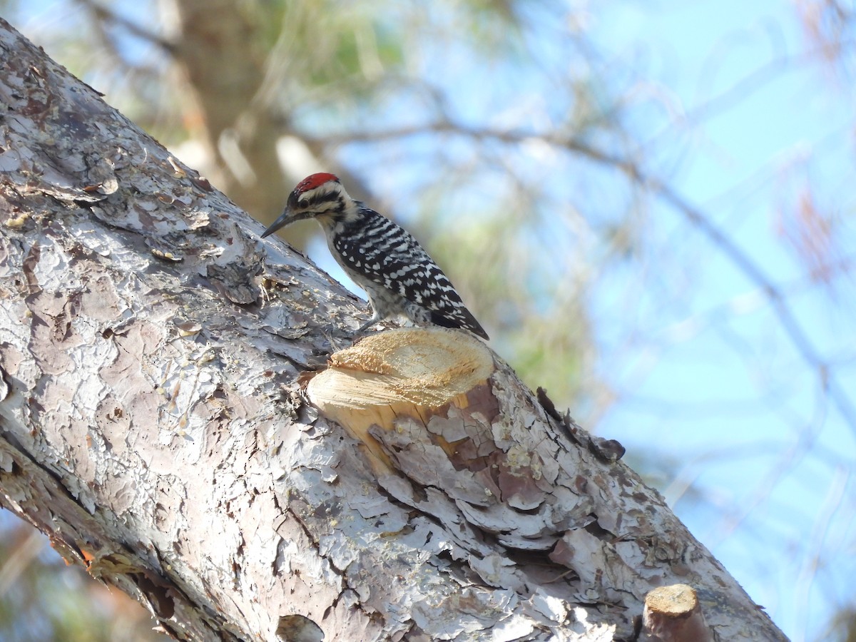 Ladder-backed Woodpecker - ML644695881