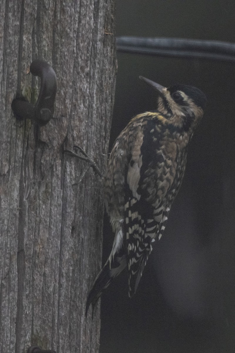 Yellow-bellied Sapsucker - ML644695882