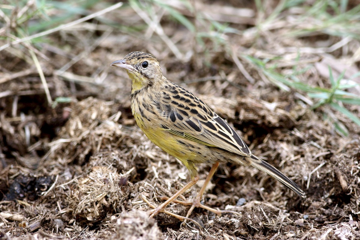 Yellow-throated Longclaw - ML644695886