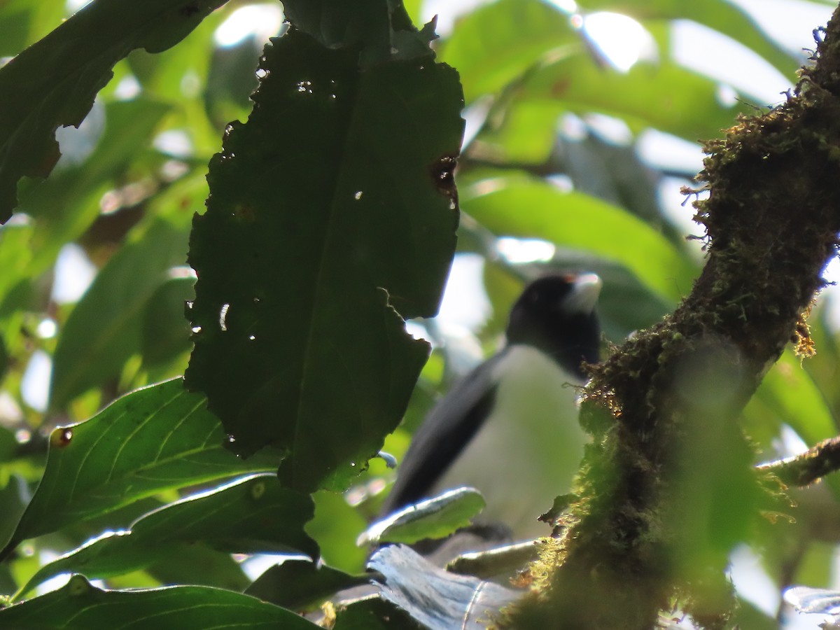 Ванга-вузькодзьоб східна - ML644695889