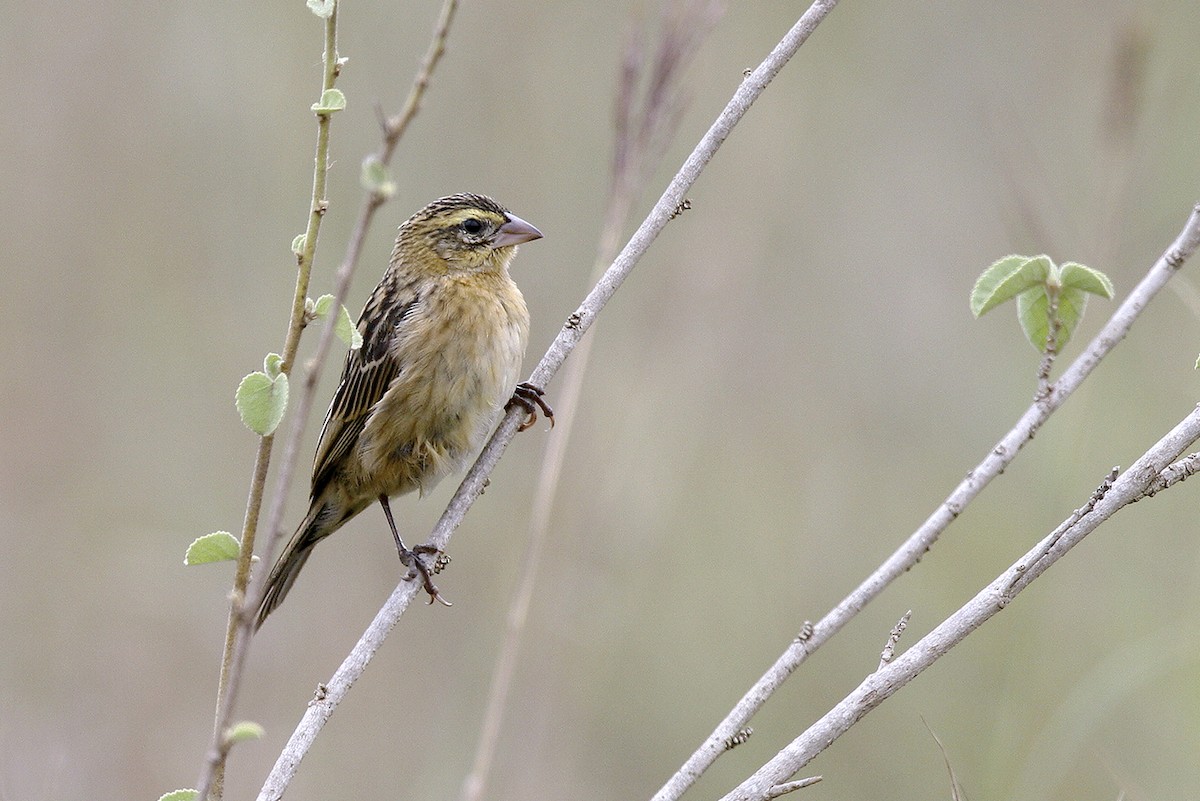 ムナフヒワ - ML644695892