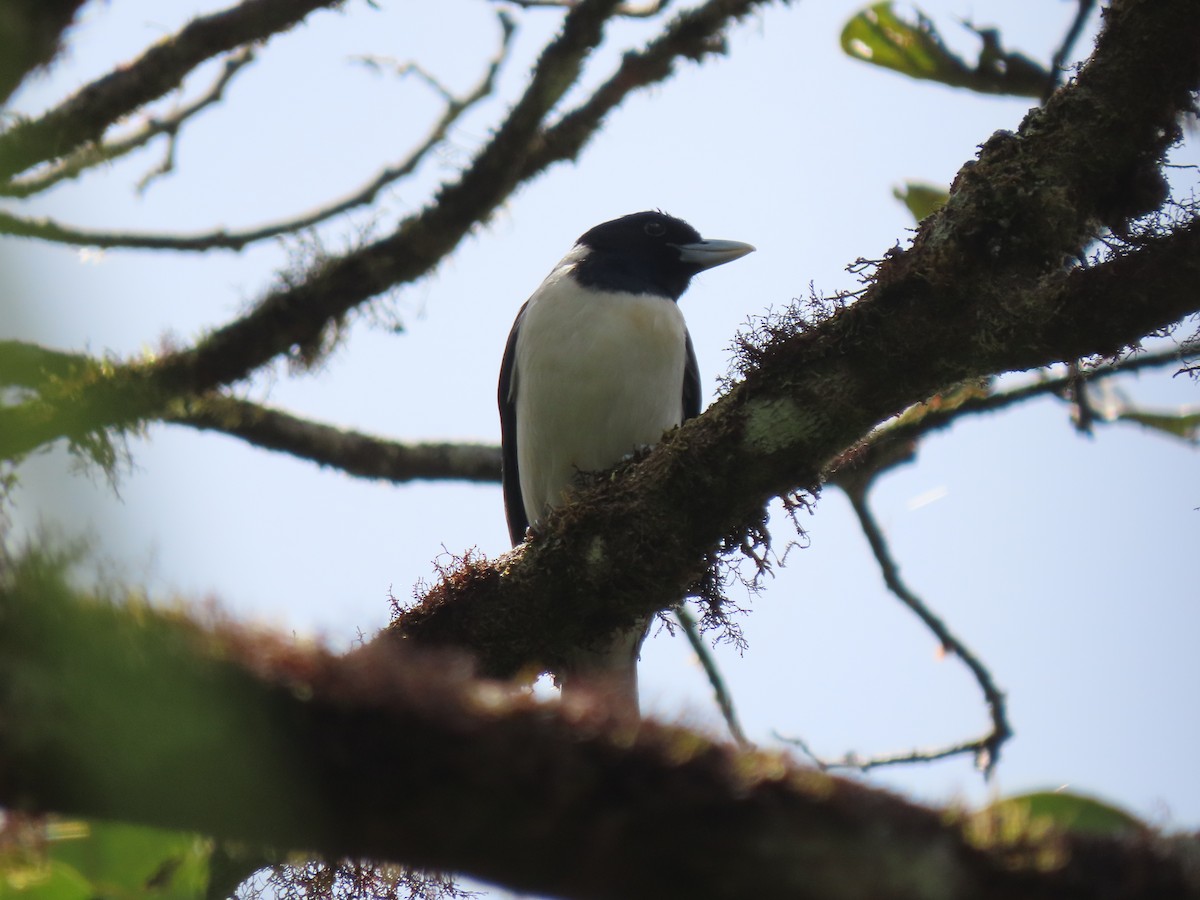 Ванга-вузькодзьоб східна - ML644695895