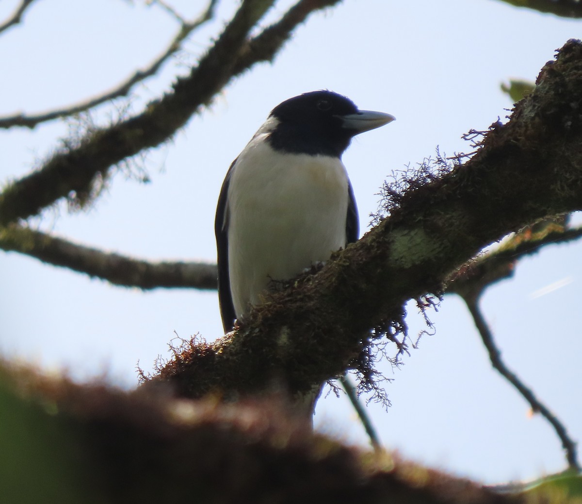 Ванга-вузькодзьоб східна - ML644695910