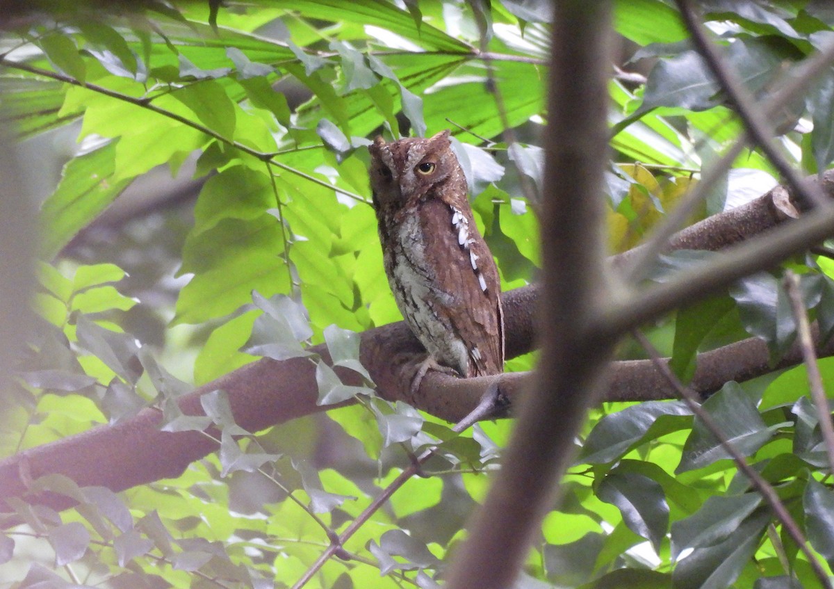 Oriental Scops-Owl - ML644695919