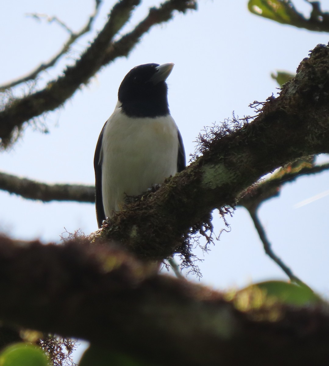 Ванга-вузькодзьоб східна - ML644695920