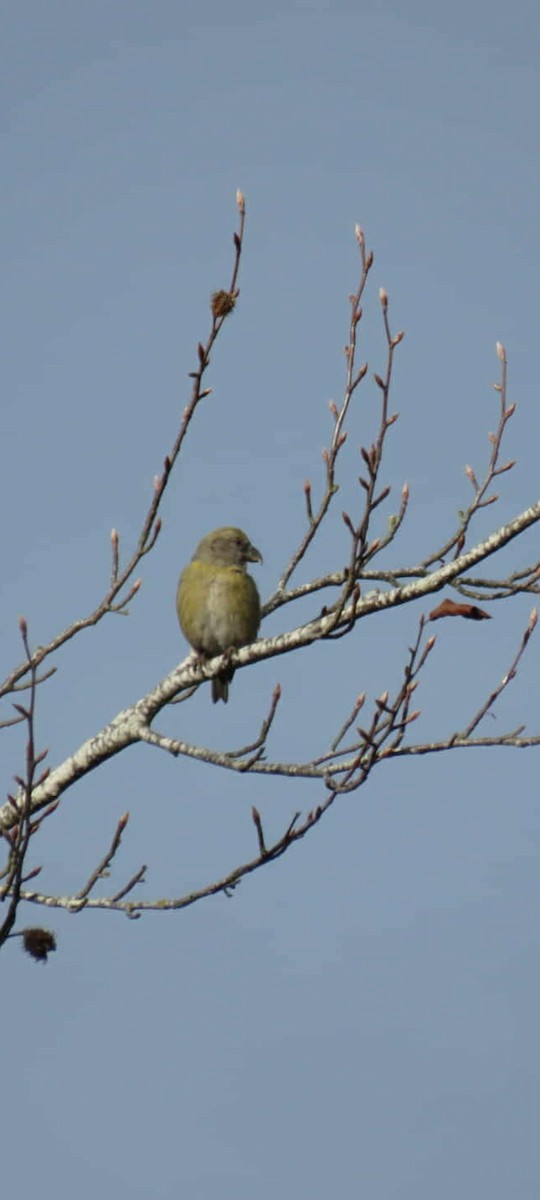 Гацуурын солбин хошуут - ML644695922