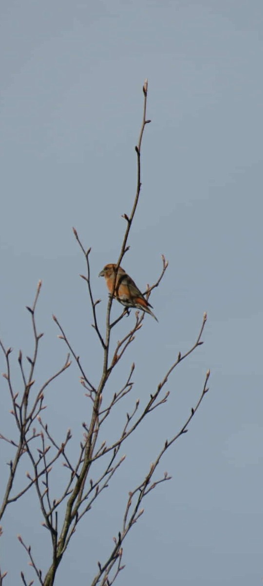 Гацуурын солбин хошуут - ML644695930